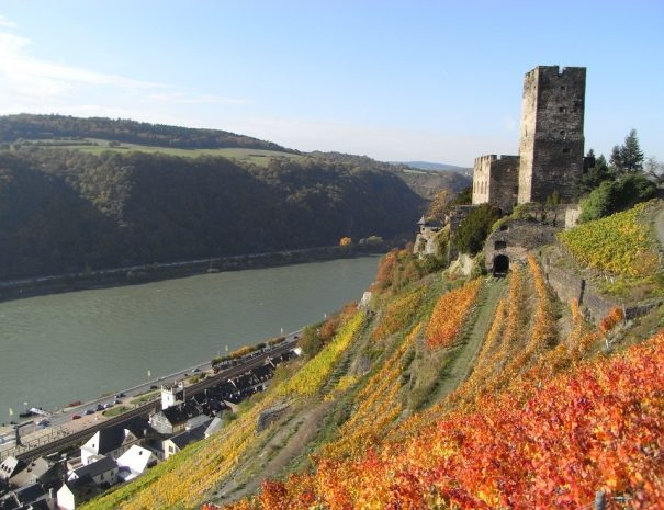 Herbstlich-rotes Weinlaub in einem Weinberg neben der Burg Gutenfels oberhalb von Kaub