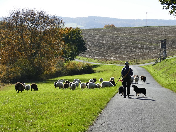 Ein Schäfer geht mit seinen Schafen einen Teerweg entlang, umgeben von grünen Wiesen oberhalb des Mittelrheintals