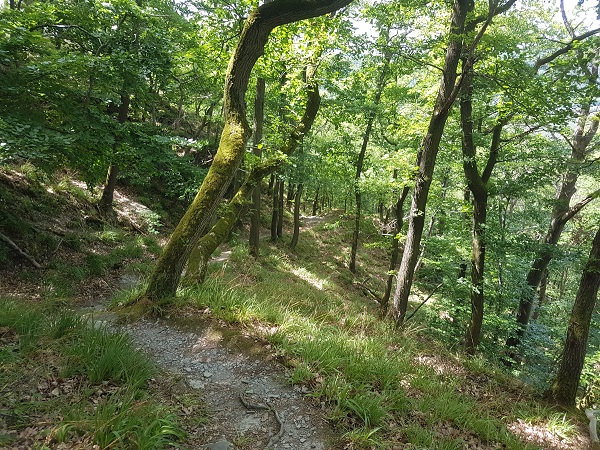 Idyllischer Wanderpfad in einem bewaldeten Hang am Mittelrhein