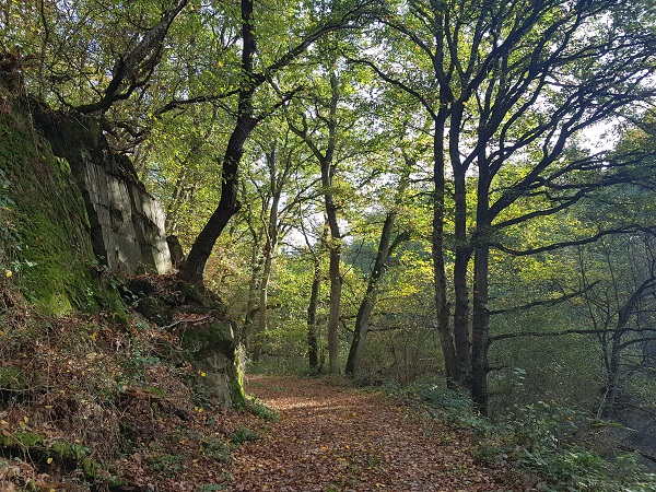 Wanderweg im Wald mit Licht und Schatten zwischen Bäumen in einem Seitental des Mittelrheins