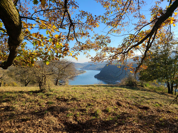 Blick durch herbstlich bunte Äste ins Mittelrheintal