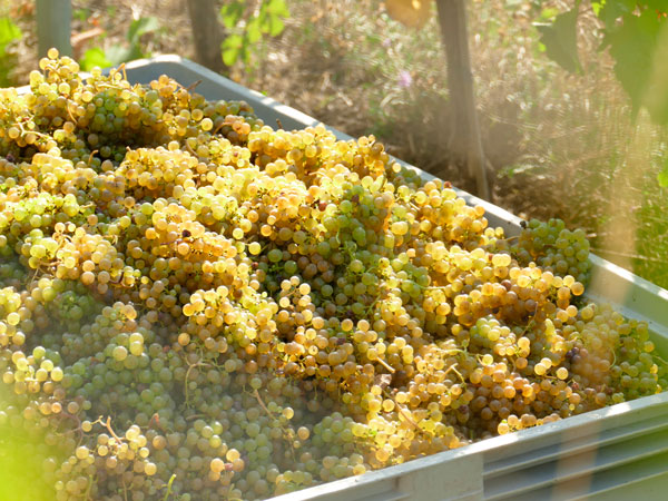 traubenbuette weinlese rheingau lorch