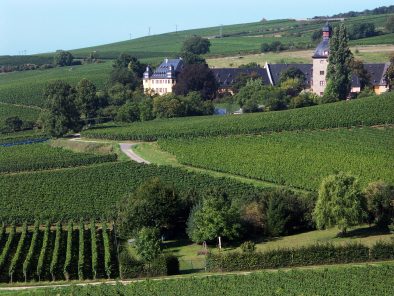 Blick über die Weinberge des Rheingaus, aus denen Schloss Vollrads herausragt.