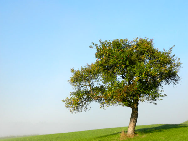 Obstbaum-mittelrheintal-ferienwohnung