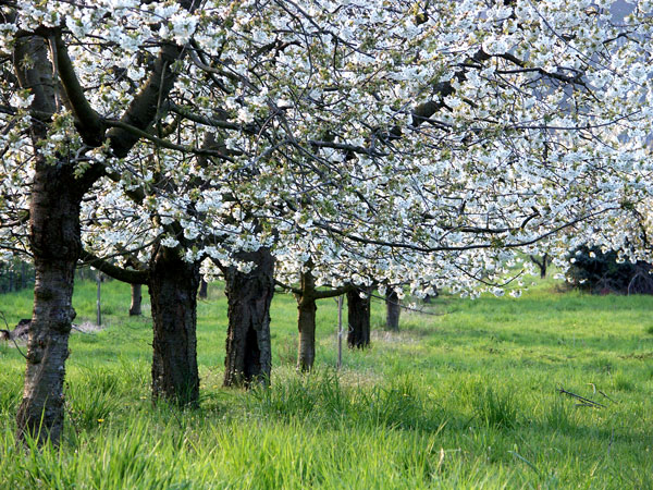 Obstbluete-mittelrheintal-orte-der-stille