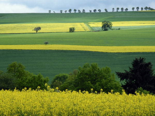 felder-fruehling-mittelrheintal-stille-ferienwohnung