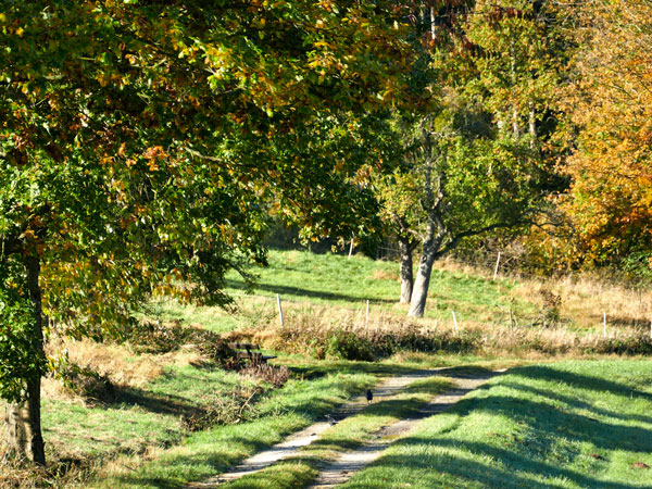 Von Bäumen gesäumter Weg im herbstlichen Licht
