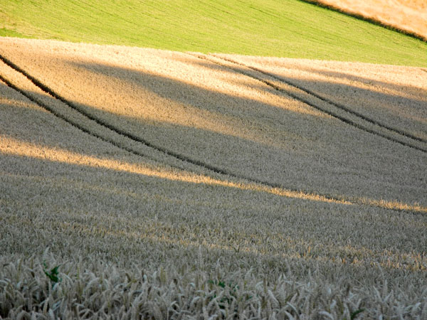 Getreidefeld mit Fahrspuren