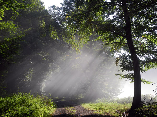 wald-im-nebel-orte-der-stille-mittelrheintal-ferienwohnung