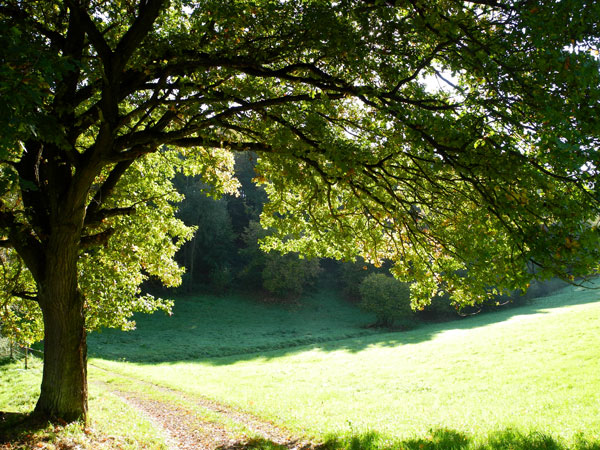 Blick auf eine sonnenbeschienene Wiese am Waldrand