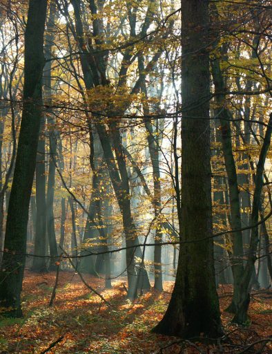 Bäume im Wald in einem stimmungsvollen, herbstlichen Licht
