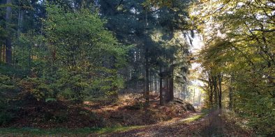 stimmungsvoller Wald im Herbstlicht