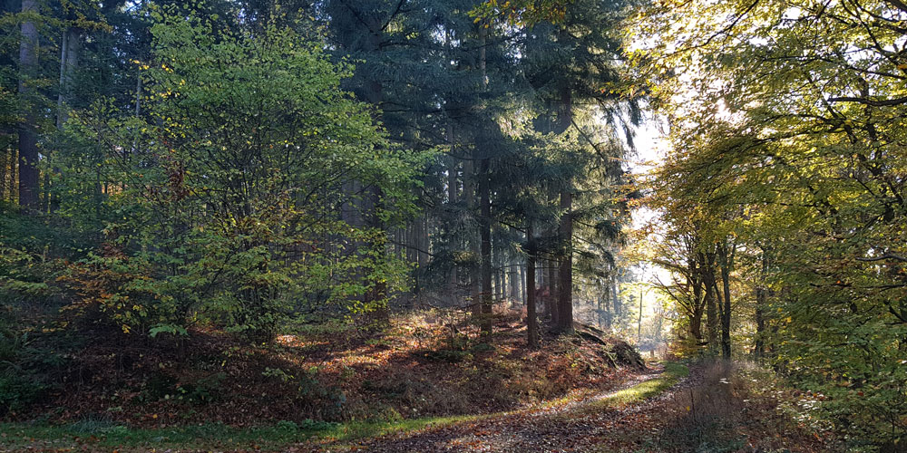stimmungsvoller Wald im Herbstlicht