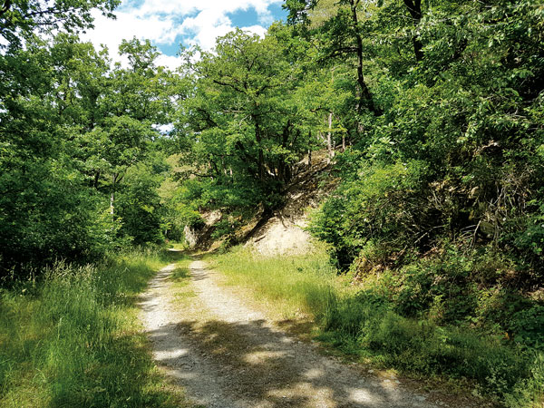 stiller Waldweg im Sonnenschein