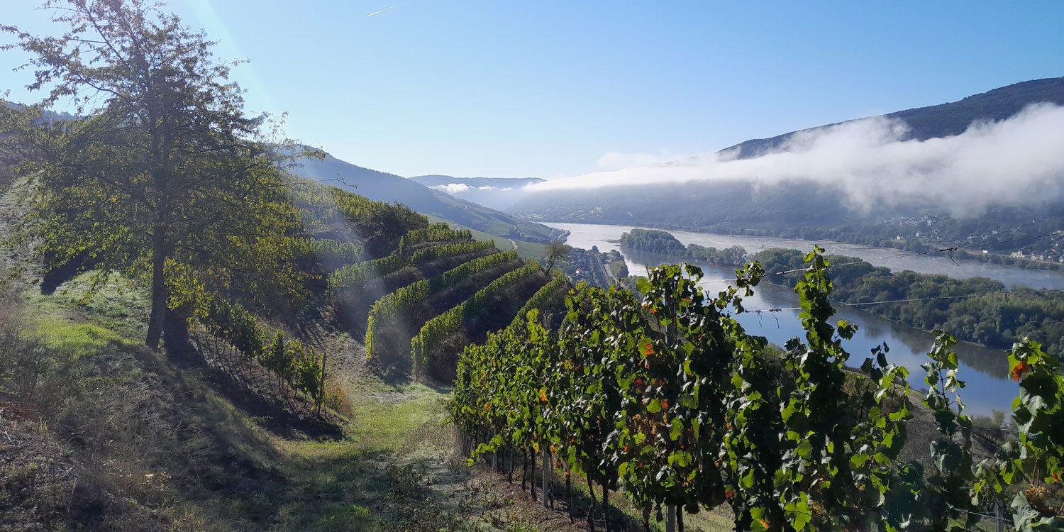mittelrhein-wingert-weinbau-Urlaub